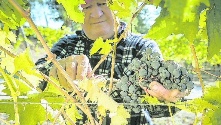 Undici vini per bere l'Abruzzo