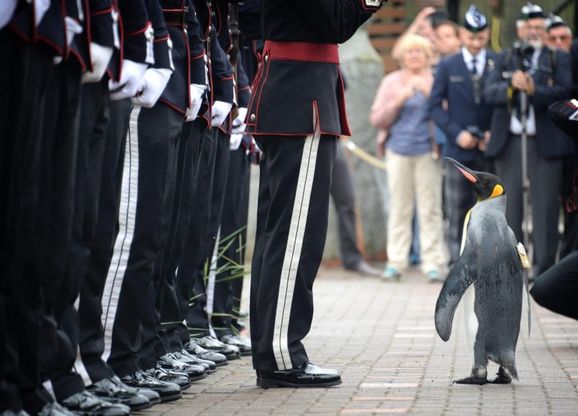 L'ispezione di Sir Nils Olav: il pinguino in carriera diventa comandante