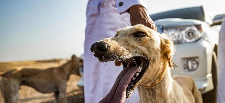 Il cane e l'uomo, ventimila anni insieme