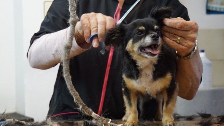 Riaprono le toelettature per cani e gatti, ma gli animali non devono convivere con un positivo
