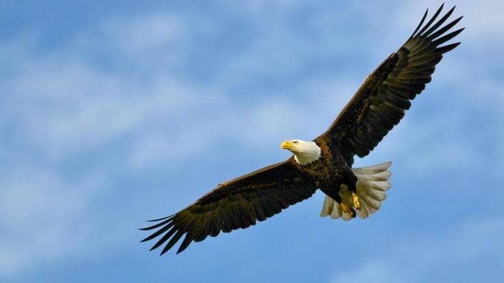 Trump allenta le restrizioni alle trivellazioni: a rischio l’aquila calva simbolo degli Stati Uniti