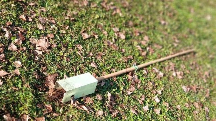 Bergamo, sradicata la quercia donata dall'Athletic Bilbao. Marcella Messina: “Così perdiamo 2 volte”