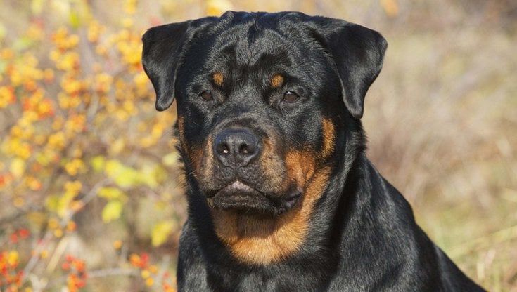 Ventimiglia, nessuno vuole farsi carico del rottweiler che ha sbranato Patrizia