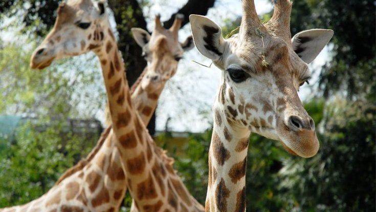 Lazio in zona arancione, il Bioparco aperto al pubblico e chiede aiuto