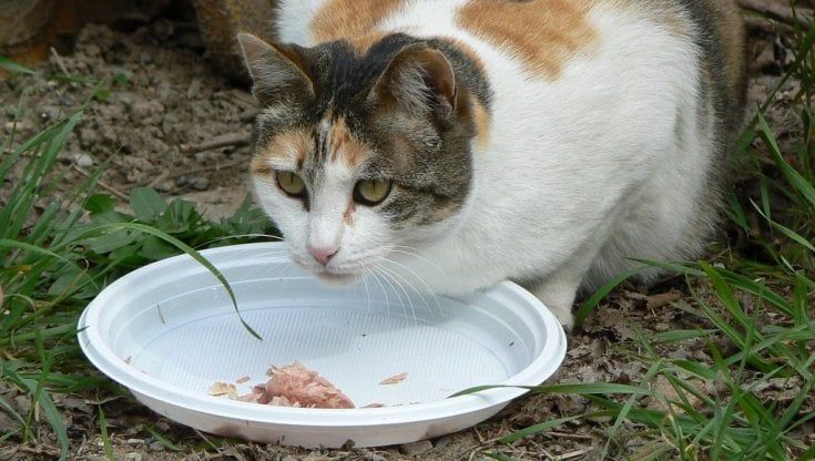 Ruba le crocchette della colonia felina per sfamare i suoi gatti: l'Enpa decide di aiutare il pensionato e di non denunciarlo