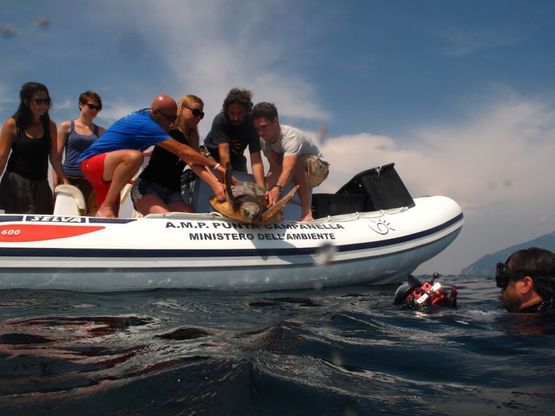Liberate cinque tartarughe marine a Punta Campanella