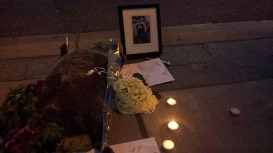 Toronto, la celebrità postuma del procione Conrad, star della protesta civile