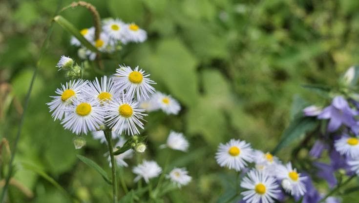 Le nostre città caldissime sono palestre perfette per le piante invasive
