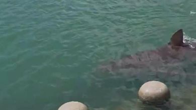 Sud Corea, un grande squalo intrappolato nel canale della città: folla di visitatori per guardarlo