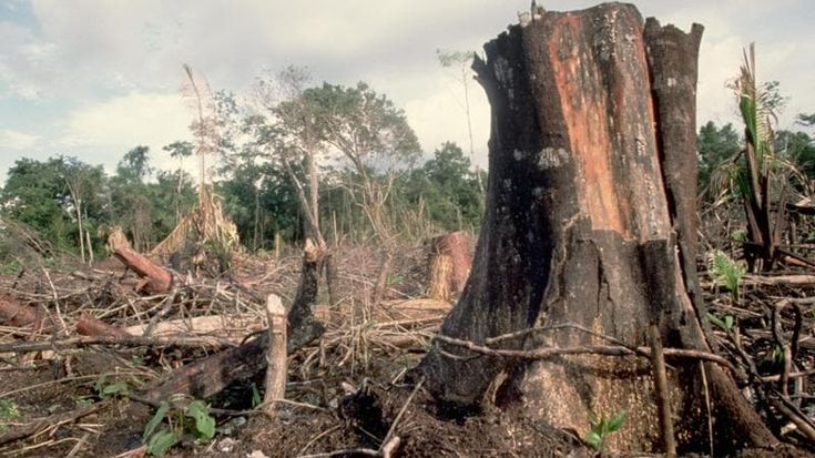 Deforestazione, l’Ue rinvia di un anno e semplifica le regole sulle filiere globali
