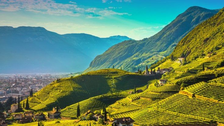 Conclusa la vendemmia in Alto Adige. Ottimi i pronostici per un'annata 2022 molto promettente 