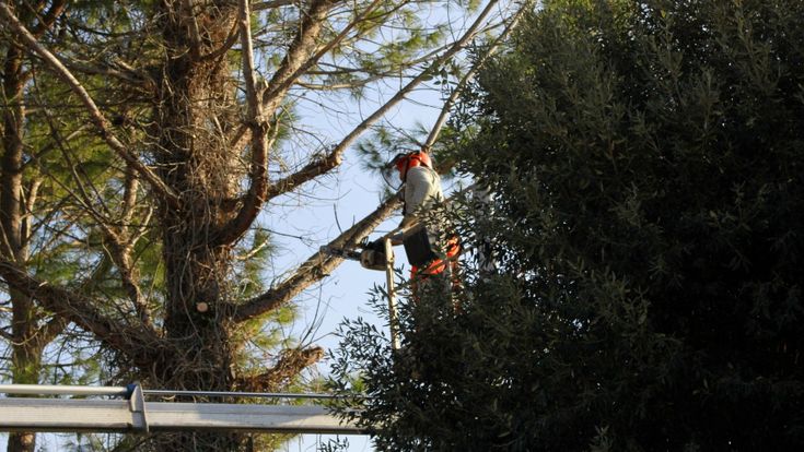 Viaggio nei quartieri. A Cinquina tra ortaggi e frutta,  dove cresce il riscatto