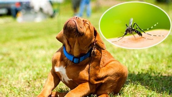 Zanzare nei parchi di Milano nemiche anche dei cani, i consigli del veterinario 