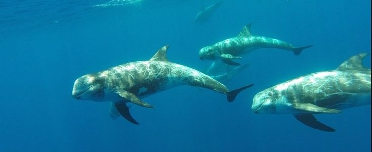 A tu per tu con i grampi nel mare di Ischia
