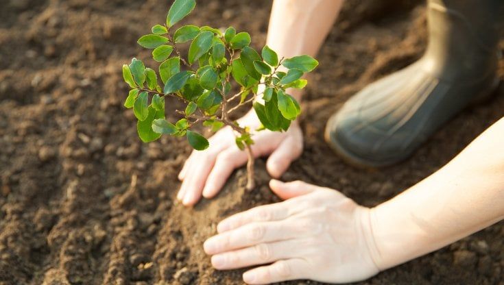 Conad avvia un nuovo progetto di forestazione in tutte le regioni italiane