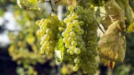 Benevento, un master all'UNisannio per valorizzare il territorio e la falanghina
