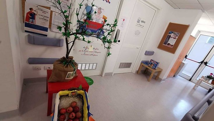 Bari, un melograno simbolico per la Giornata contro il cancro infantile: "Fiori e frutti rappresentano unione e vitalità"