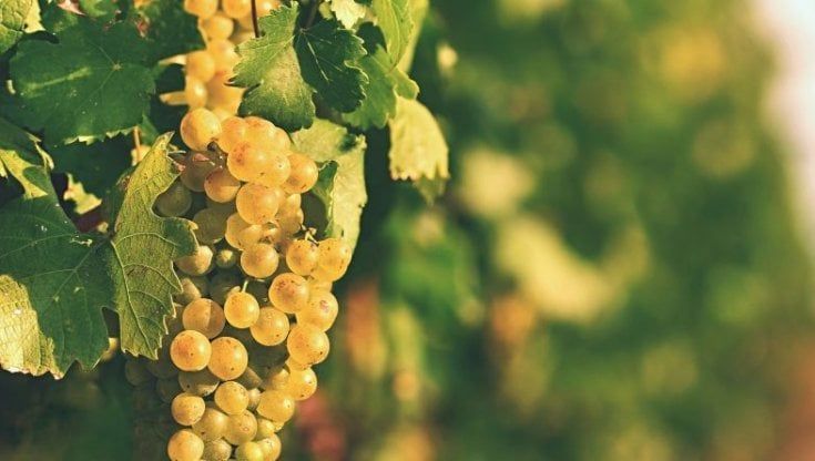 Con Ga-vino e InTeSaS, la Sardegna investe sulla qualità