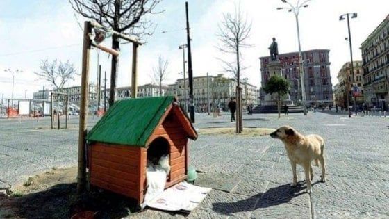 Storia di Bella, il cane che ama i viaggi e la libertà