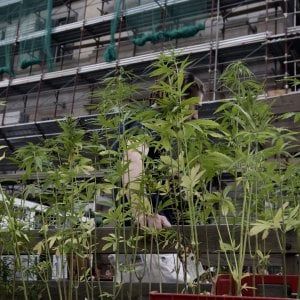 Silvio Garattini: "Servono studi più avanzati, ora sulla cannabis c'è troppa confusione"