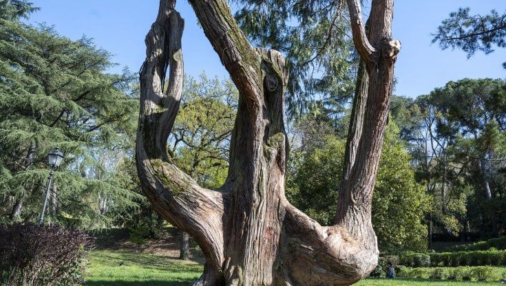 C'è anche "l'albero dei “cornuti”  tra le piante monumentali che Firenze vuole tutelare