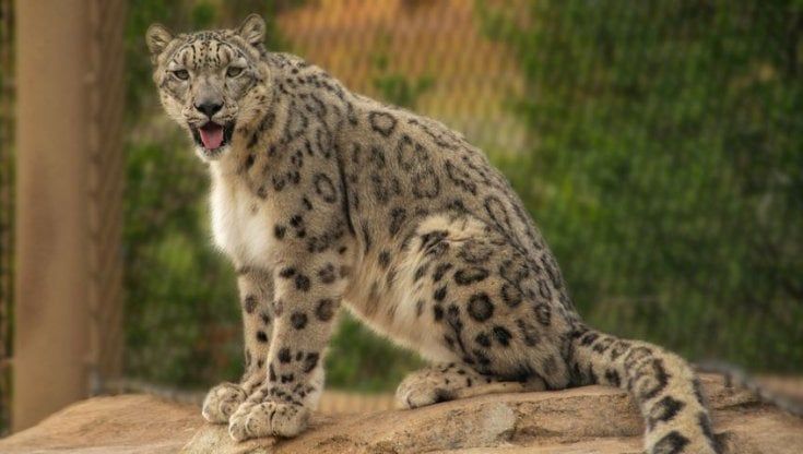 Usa, tre leopardi delle nevi positivi al Covid: la sesta specie animale contagiata