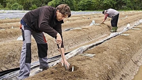 È iniziata la stagione dell'asparago bianco di Zambana
