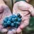 Dal vigneto al set, al calice analcolico: il vino si racconta e si reinventa a Identità Golose