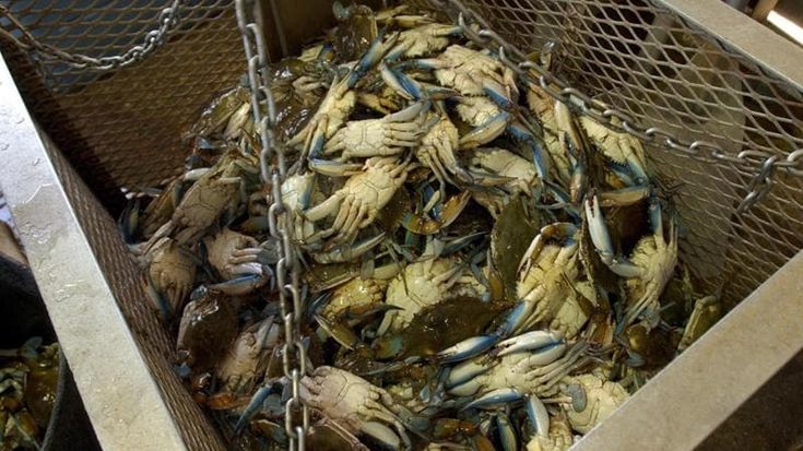 Allarme granchio blu anche alla Diaccia Botrona