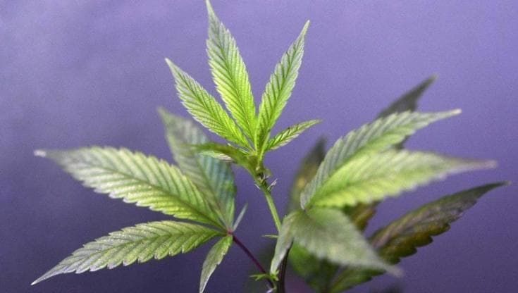 L'inventore della Cannabis light: "Io alla sbarra, ma così si vuole spazzare via tutto il settore"