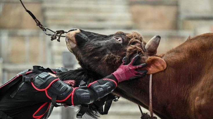 Oriente toro
