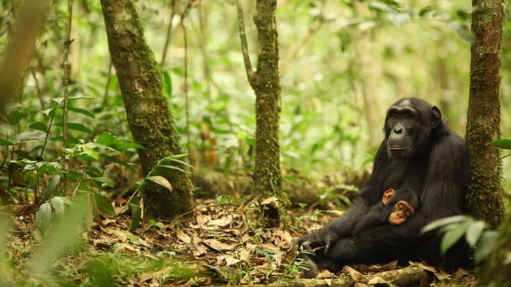 La guerra delle scimmie: così gli scimpanzé combattono per la conquista della foresta