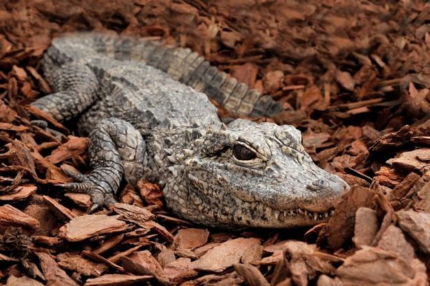 Al Bioparco la nuova area per gli alligatori cinesi