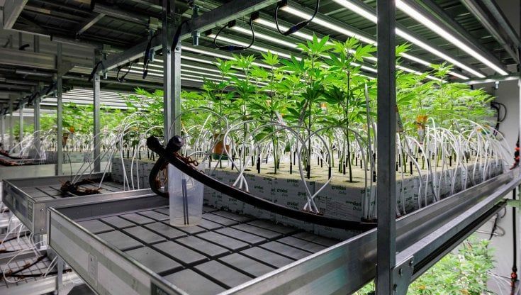 In Germania, l'uso personale di cannabis arriverà a 50g mensili. Ma la legge è un passo indietro rispetto al programma di governo
