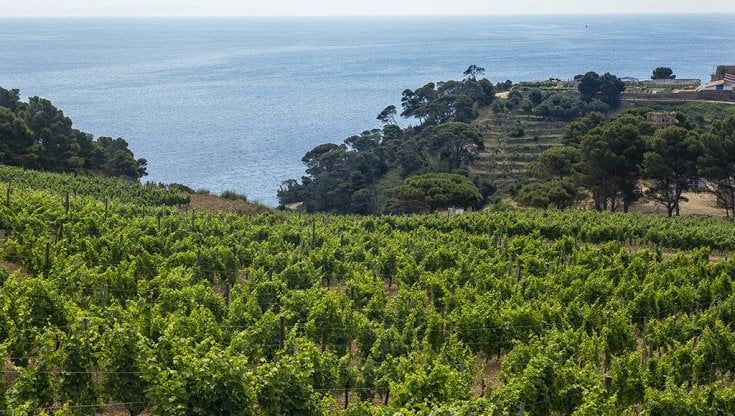 Gorgona 2020, la splendida annata dell'isola-penitenziario