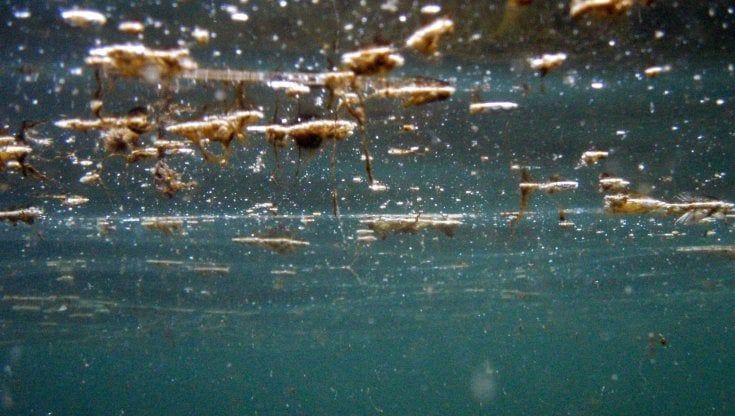 Alga tossica, l'Arpa Puglia: livelli molto elevati lungo le spiagge tra Santo Spirito e Giovinazzo