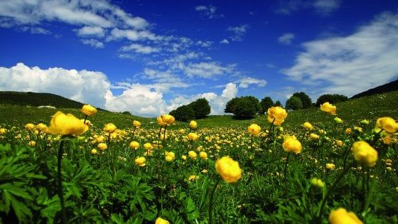 Tutti i colori dei fiori, nel risveglio della natura in Trentino