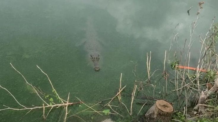 "C'è un coccodrillo nel lago": la pazza estate di Masiano (Pistoia) tra esploratori e stampa inglese