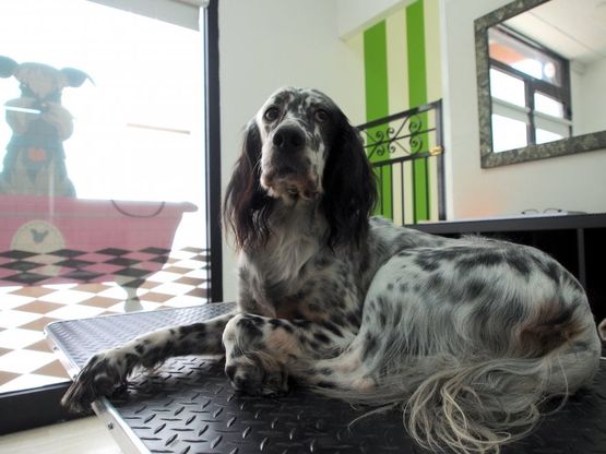 A Rimini arriva persino il centro benessere per cani