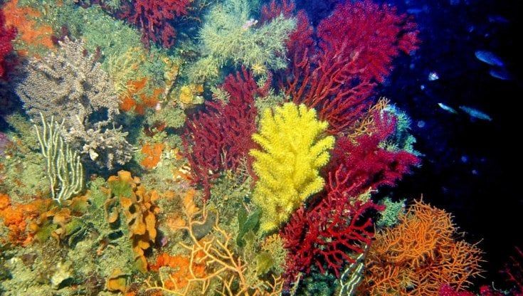 Biodiversità in Italia, Ispra: "Situazione critica per specie e habitat"