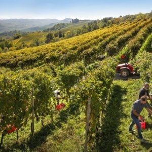 Trapani, vigneti fantomatici in aree demaniali: 36 denunciati per frode ai fondi agricoli