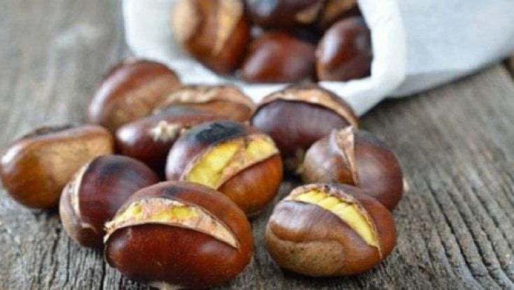 Castagne infette che marciscono, nessuno le compra e crolla il prezzo. L'allarme dei coltivatori: "Raccolta ferma"