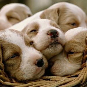 Torino: tra sfilate canine e disc dog arriva "Atuttacoda", il salone "dalla parte degli animali"