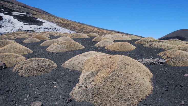 Etna, camomilla, betulla e altre mille specie: la prima mappa botanica del vulcano  