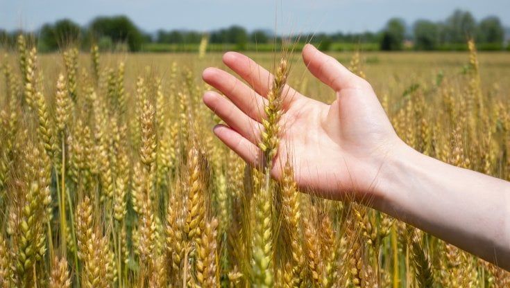 Dall'agricoltura ai brevetti, Enpaia: "Così si fa economia reale"