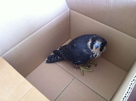 Il volo del falco si ferma in Fiera, il rapace salvato dai dipendenti 