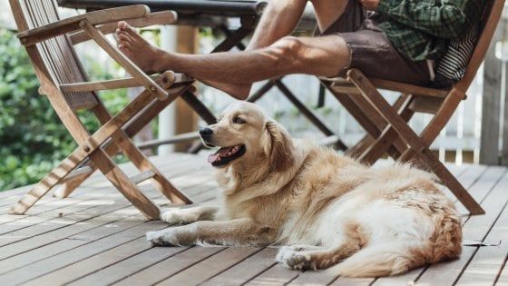 Animali in vacanza: l'Italia ha la più alta percentuale di case pet-friendly in Europa