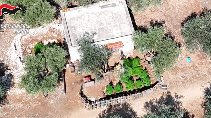 Il drone svela la piantagione di marijuana nascosta tra la vegetazione: un arresto a Porto Cesareo