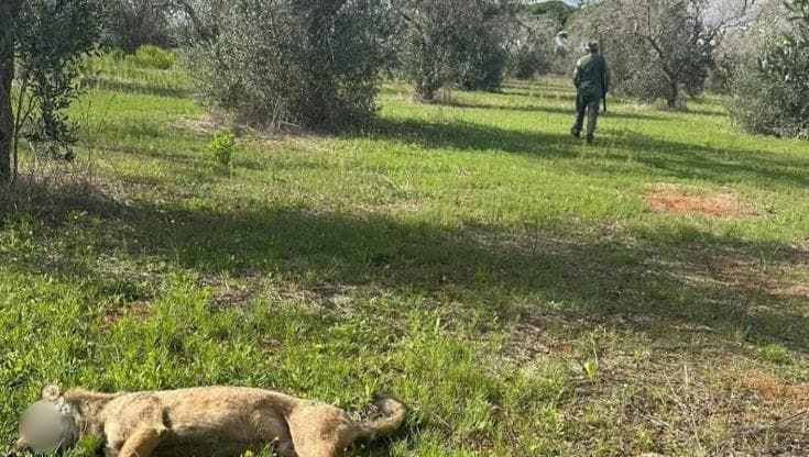 Uccise un lupo “con crudeltà”, a processo nel Salento: incastrato dalla foto fatta da un testimone