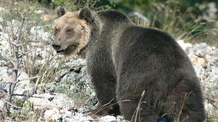 Fuga senza fine: l’orso Papillon si fa altri nemici